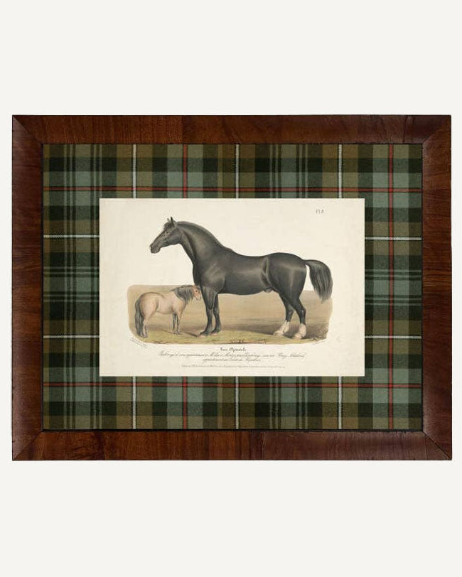 Tartan Black Horse