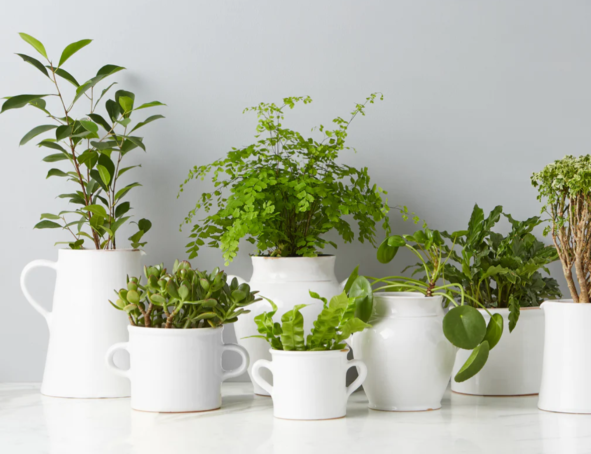 White Italian Olive Jar Planter