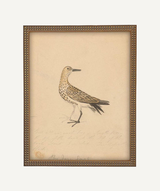 Vintage Framed Bird
