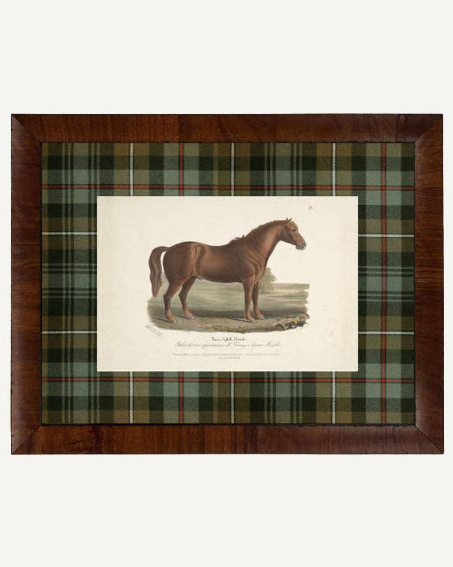 Tartan Brown Horse